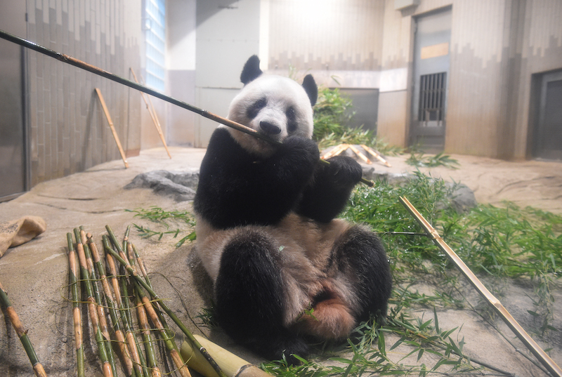 竹を食べているジャイアントパンダ