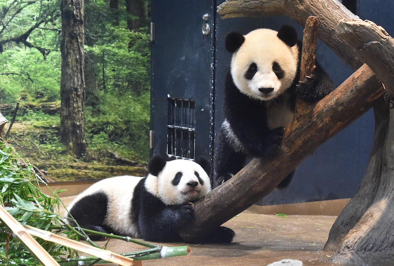 木に寝そべる子パンダと木登りをする子パンダ