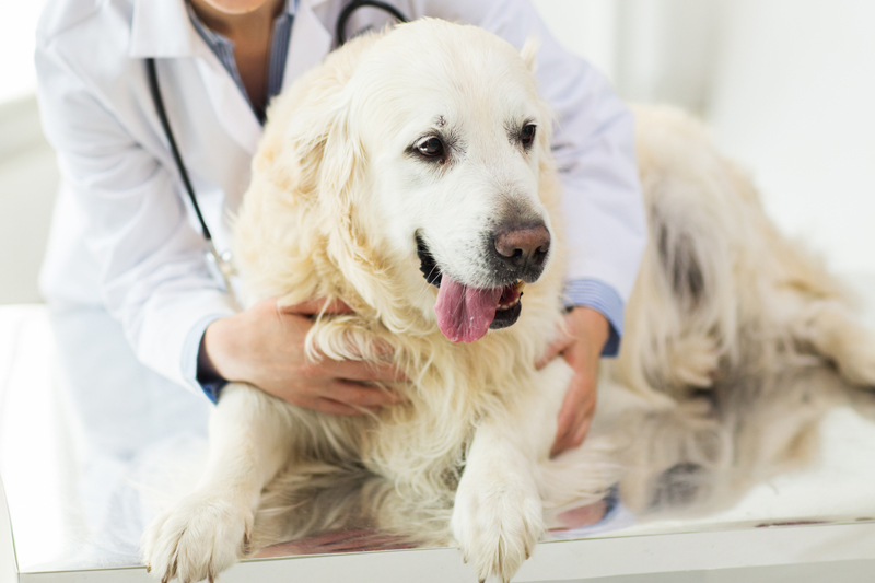 医者にかかる犬