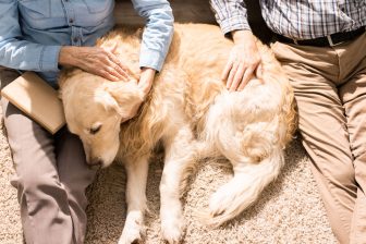 シニア犬に元気に過ごしてもらうために　「成犬とはまるで違う」お世話のポイントを獣医師が解説