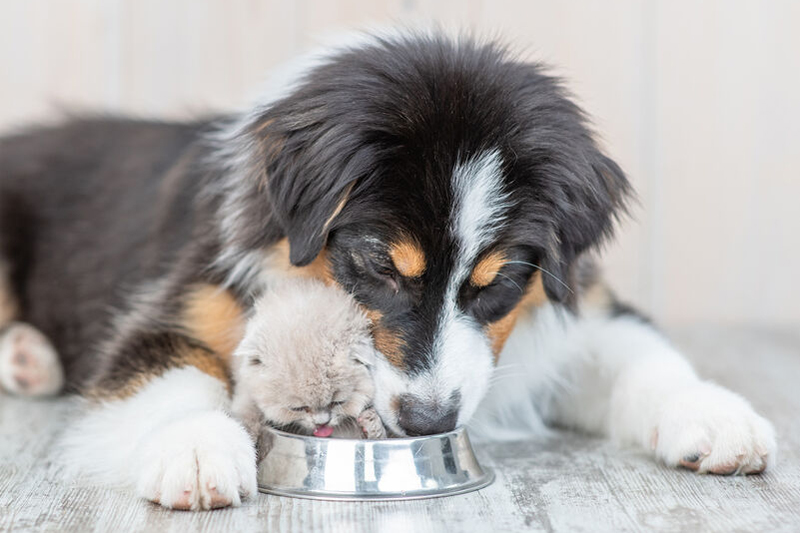 犬、猫