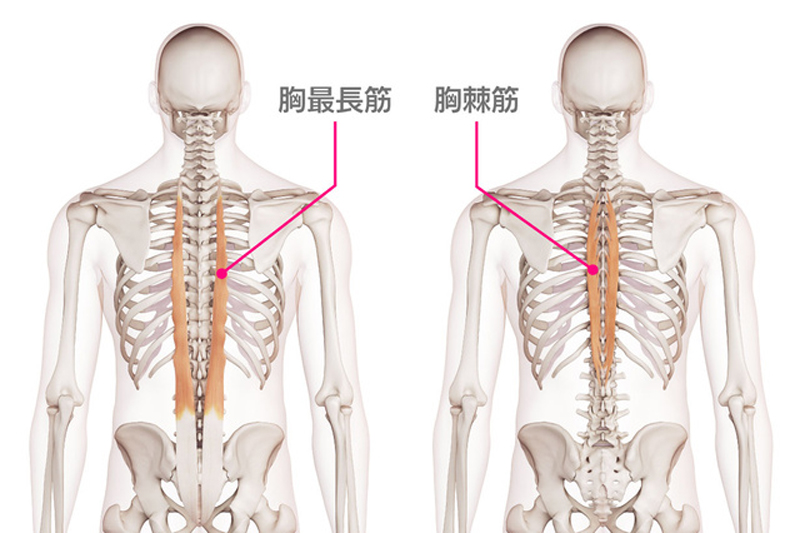 胸最長筋と胸棘筋