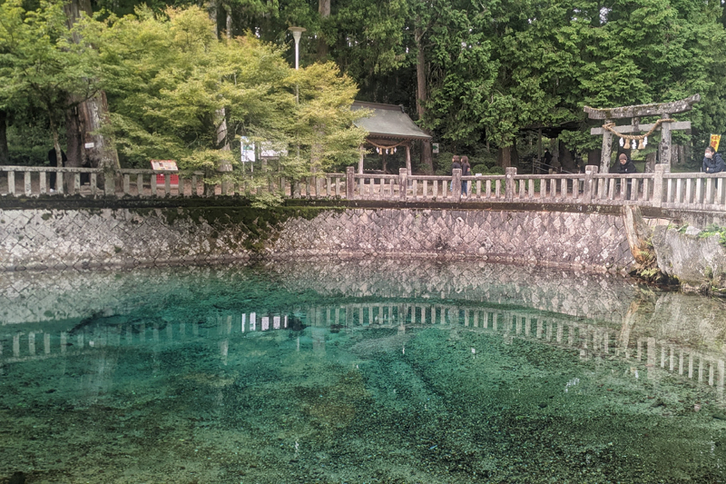 透き通る池を魚が優雅に行き交うさまが美しい（クルージングバス＠山口県：別府弁天池）