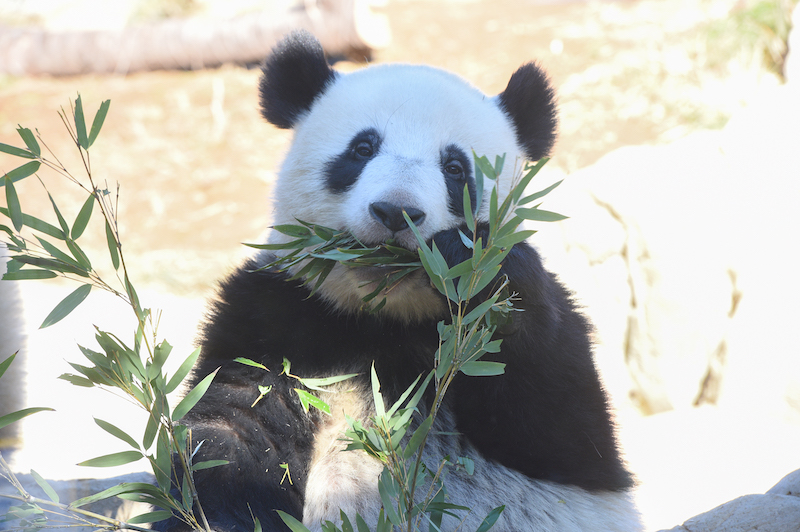 笹を食べるパンダ