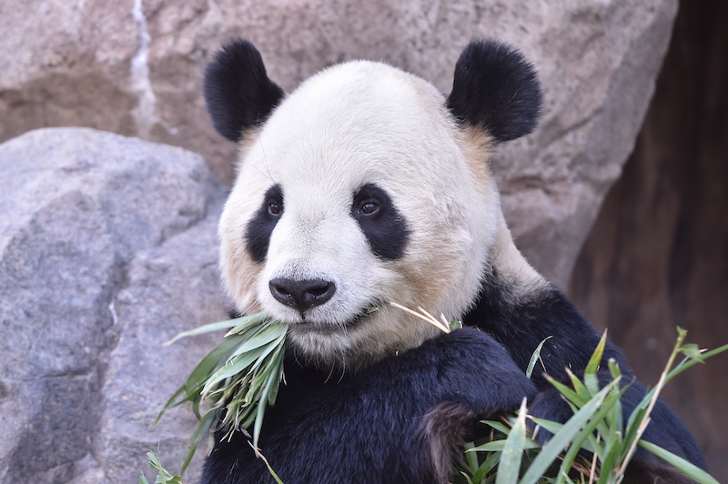 笹を食べるパンダ