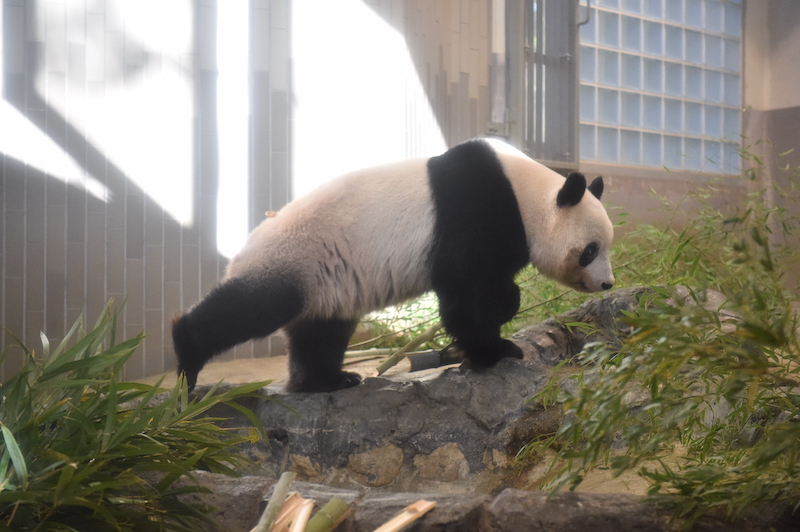 ジャイアントパンダを横から写した写真