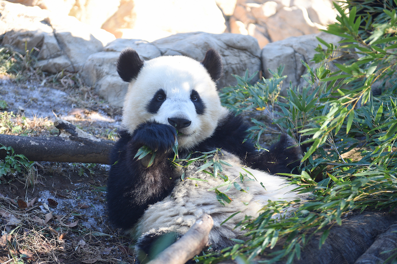 笹を食べるパンダ