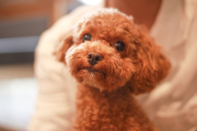 子犬を家に迎える際に気をつけたいことを獣医師が解説（Ph／イメージマート）