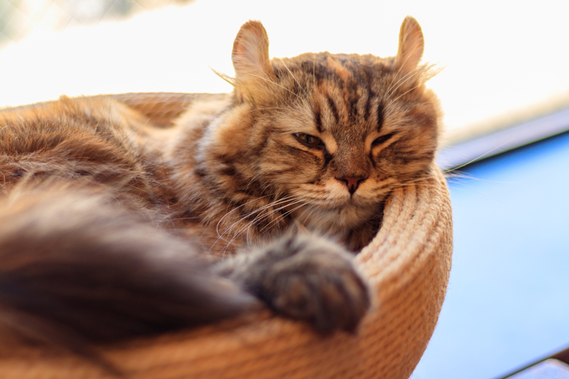 鼻の短い猫たちがかかりやすい病気も（Ph／イメージマート）