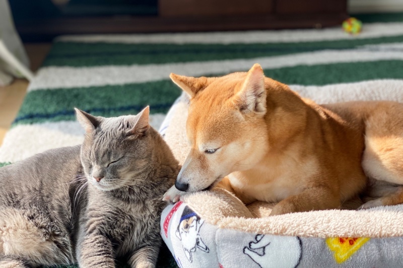 ペットを飼うことで幸福ホルモンが出ることもわかっている（Ph／photoAC）