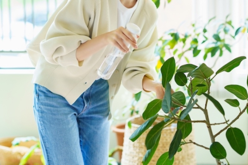 観葉植物に水をやっている