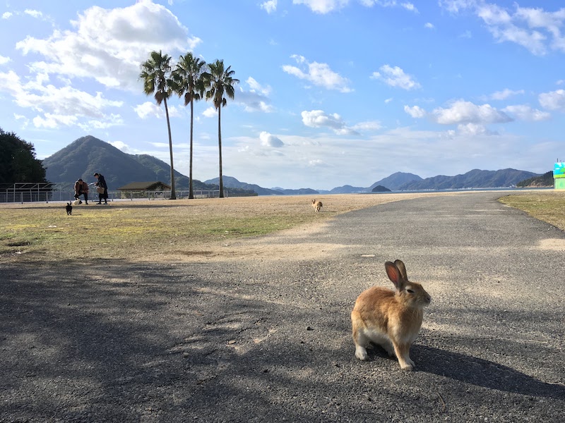 広島県大久野島のうさぎ