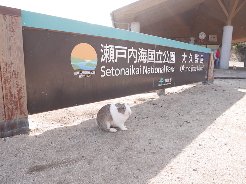 玄関口となる港の浜辺でも、うさぎが出迎える（大久野島：広島県）