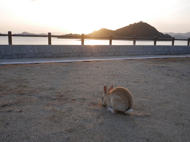 朝や夕方以降は、うさぎもお腹を空かしておねだりすることも多いとか（大久野島：広島県）