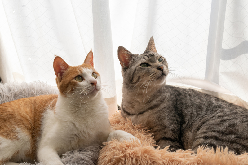 猫同士で接触して感染することも（Ph／イメージマート）