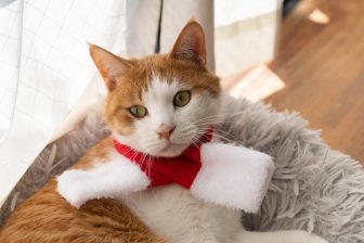 冬に増加する「猫風邪」　その原因と治療法、飼い主が注意したいこと