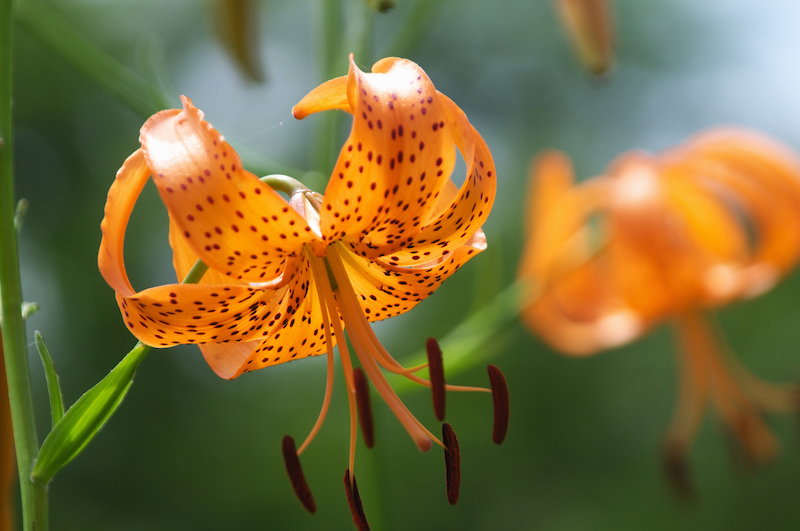 百合根はユリ科の球植物の球根（Ph／イメージマート）