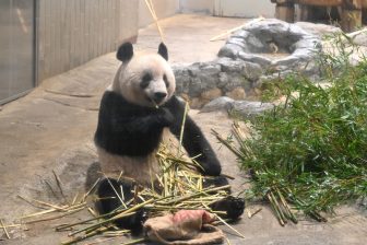 上野動物園・シャンシャンとのお別れまで1週間！　最新ショットと気になる近況