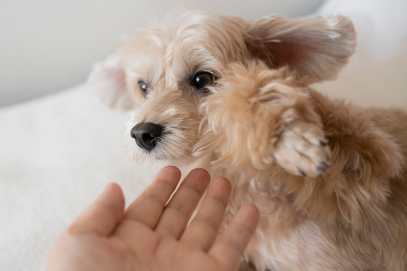 子犬のうちに噛んではダメと教え込んで（Ph／イメージマート）