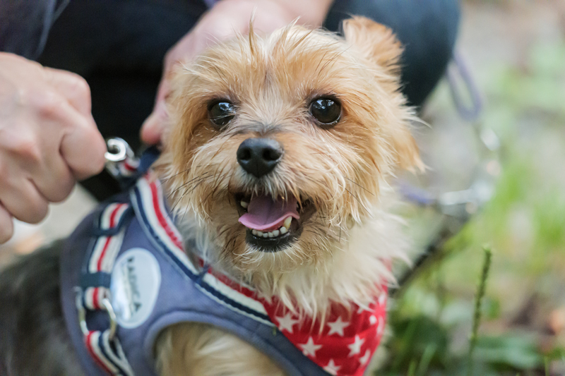 愛犬に人や他の動物を噛ませないために大切なことは？（Ph／イメージマート）