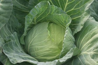 キャベツの調理「半分に切るなら水平がおすすめ」と野菜ソムリエプロが話す理由