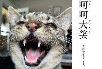 「猫×四字熟語」！　可愛さに癒やされながら学べる新教材が誕生？