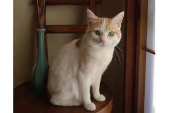 一目惚れした美しき猫「ちくわ」と…和室でのほっと落ち着く“ふたり暮らし”の日々