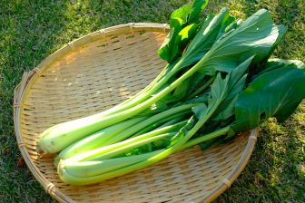 葉は大きすぎてもNG？野菜ソムリエプロが教える「おいしい小松菜」の選び方