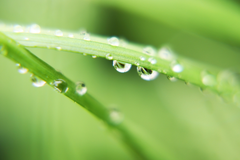 水滴がついたにらの葉