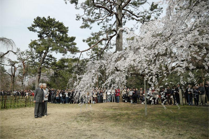 見事なシダレザクラ（2019年4月7日、Ph／JMPA）