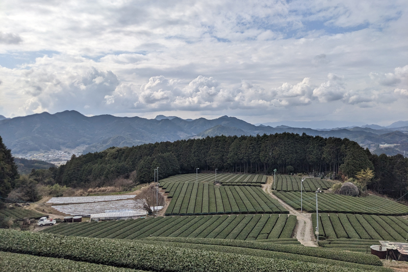 グループごとで貸し切りとなる茶空間。5月に向けて茶畑も一層緑が美しくなる