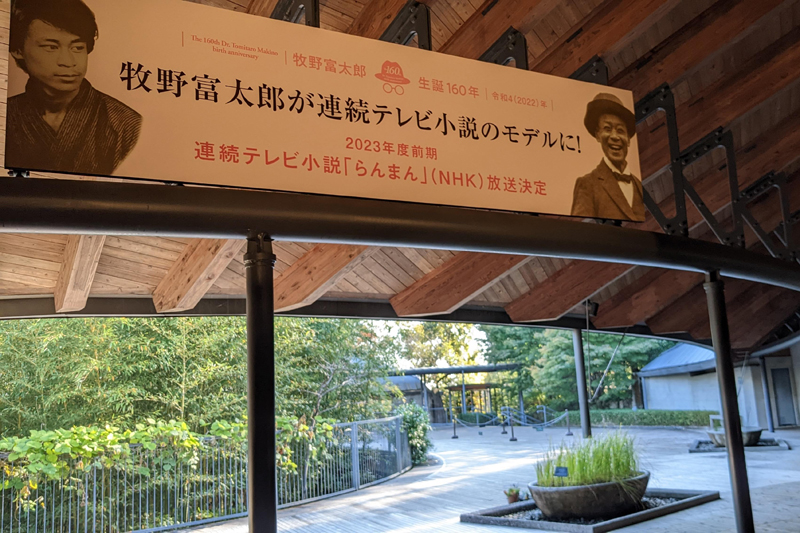 地元では、連続テレビ小説「らんまん」の放映を心待ちに（高知県立牧野植物園）