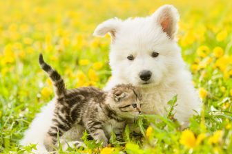 犬や猫が春にかかりやすい健康トラブルは？　マダニやストレスに注意