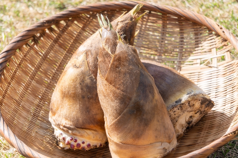 春が旬のたけのこに含まれる栄養素を紹介！（Ph／photoAC）