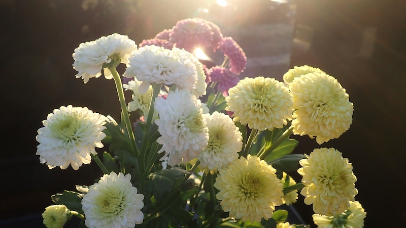 お墓にお供えする花の意味（Ph／photoAC）