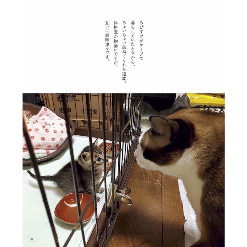 ちびすけmeetsおおきい猫さんたち