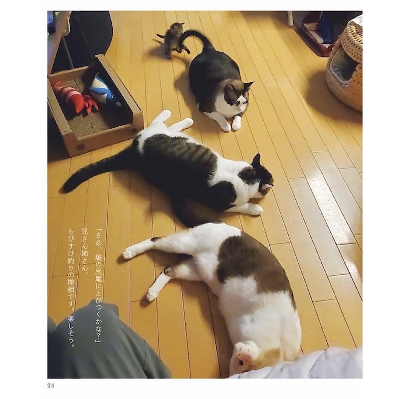 ちびすけmeetsおおきい猫さんたち