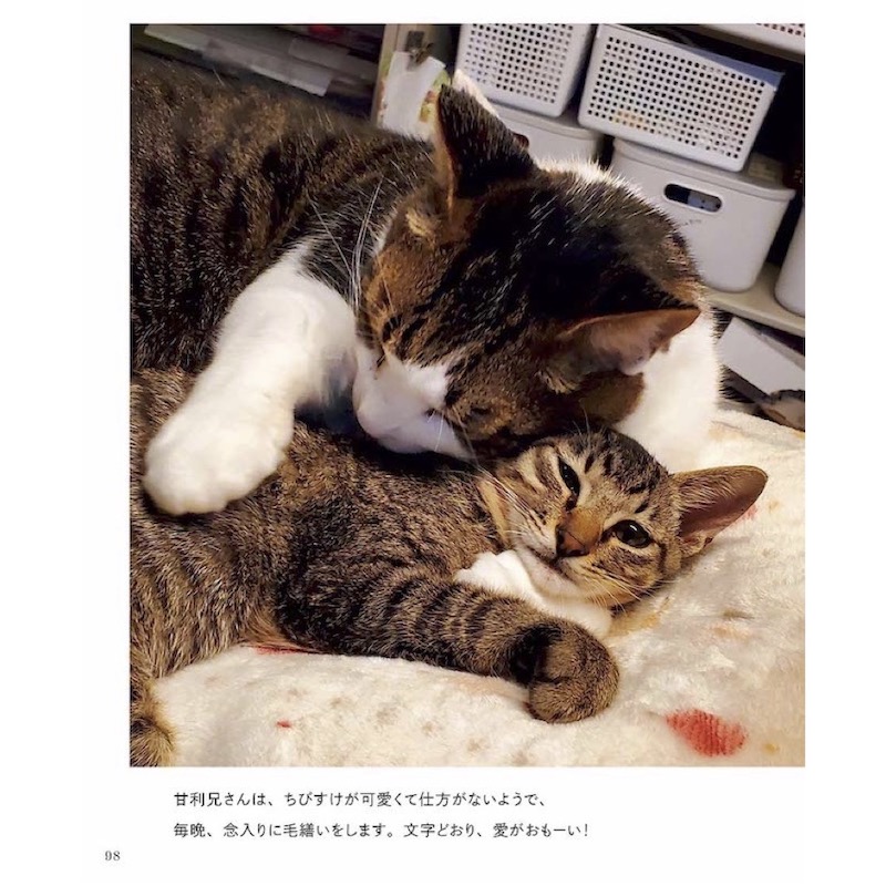 ちびすけmeetsおおきい猫さんたち