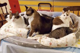 生後1か月の保護猫「ちびすけ」が先住猫たちに受け入れられるまで…フォトエッセイに掲載された「…