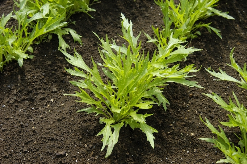 路地栽培の水菜