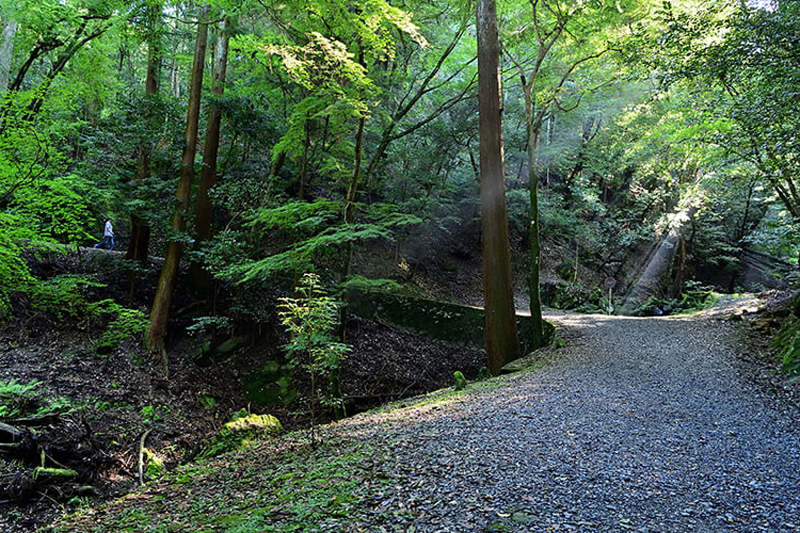 春日山の原始林（撮影：EditZ）