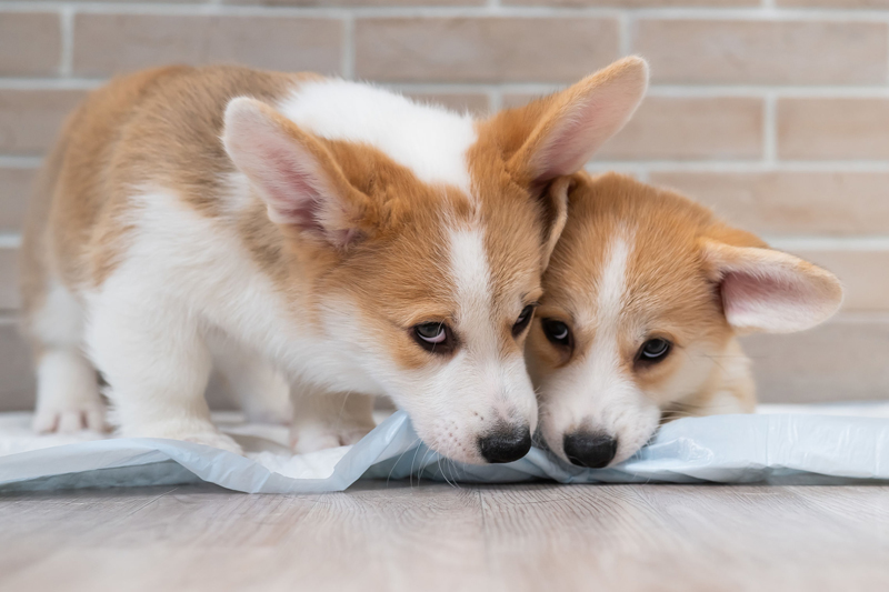 トイレに座る犬