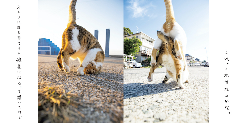 オレンジ色の夕日が当たって、むしろカッコいい！