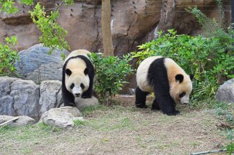 親離れをした双子パンダのシャオシャオとレイレイ、2頭で仲睦まじく生活中！