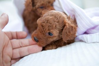 飼育された犬の数は最多に！犬を飼い始める前に飼い主が絶対に知っておきたい費用と”覚悟”「犬の…