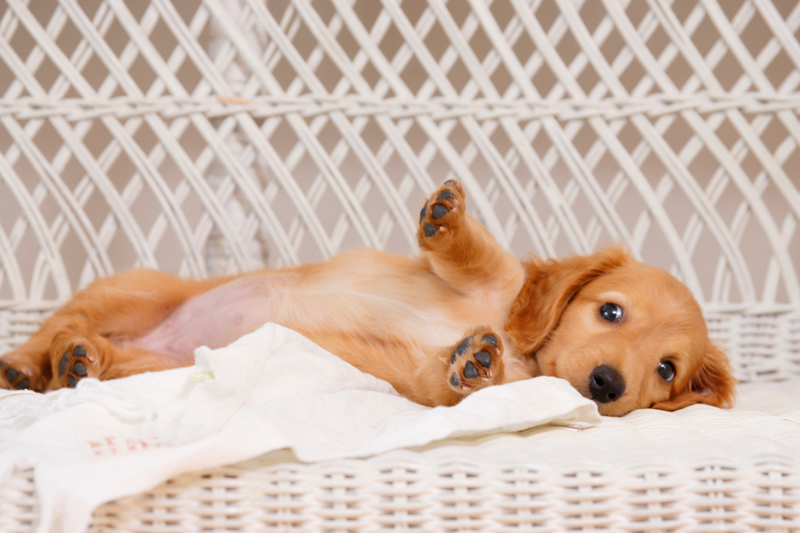 犬から未来の飼い主へ伝えたい10カ条とは？（Ph／イメージマート）