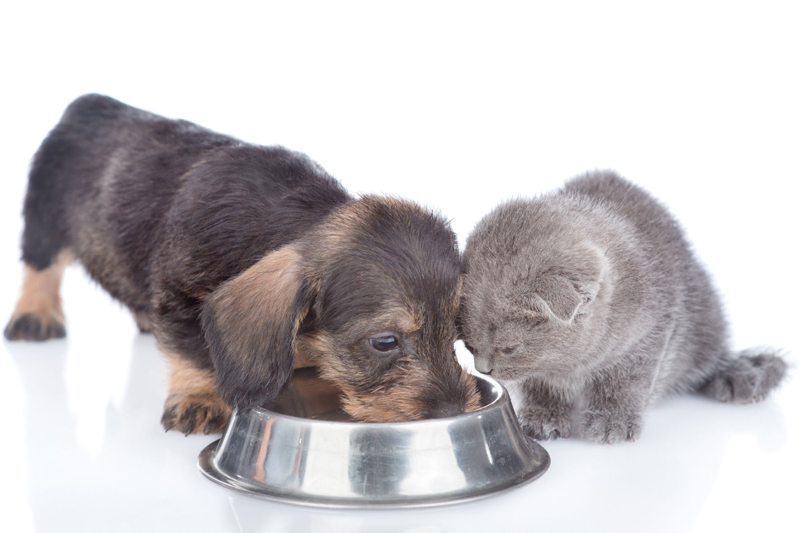 犬と猫