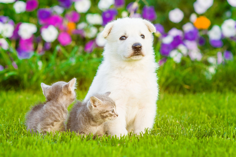 犬と猫