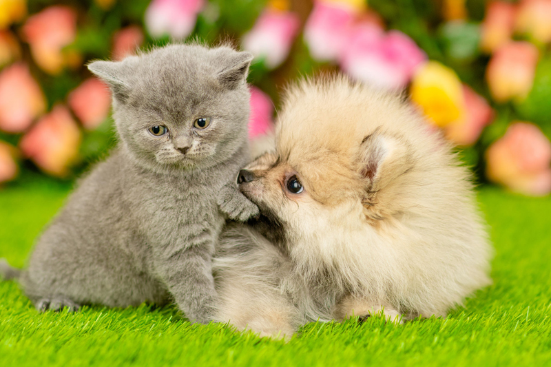 犬や猫を飼っている人が夏場に気を付けるべきことは？（Ph／イメージマート）