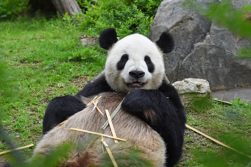 双子パンダの父にあたるリーリー（Ph／(公財)東京動物園協会）